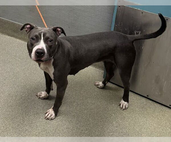 Medium Photo #1 American Pit Bull Terrier-Unknown Mix Puppy For Sale in Las Vegas, NV, USA