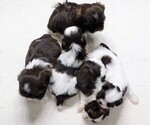 Small #9 Shih Tzu