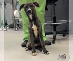 Small #2 Mutt