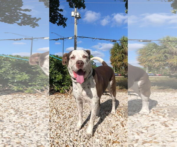 Medium Photo #6 Mutt Puppy For Sale in Pompano Beach , FL, USA