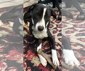PoBoy - Zoey's Litter - Male American Pit Bull Terrier-Border Collie Mix Dog for Adoption - Photo #6