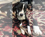 Small Photo #6 American Pit Bull Terrier-Border Collie Mix Puppy For Sale in Holly Springs, NC, USA