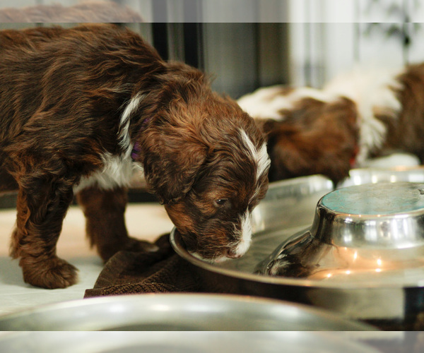Medium Photo #4 Bernedoodle Puppy For Sale in ELDRIDGE, IA, USA