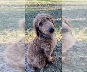 Goldendoodle Puppy for sale in RAINSVILLE, AL, USA