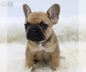 French Bulldog Puppy for sale in NEW YORK, NY, USA