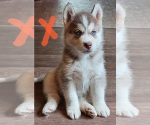 Alaskan Malamute-Great Pyrenees Mix Puppy for sale in SIX LAKES, MI, USA