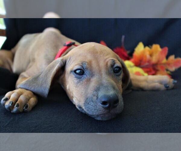 Medium Photo #3 Rhodesian Ridgeback Puppy For Sale in HOLDEN, MO, USA