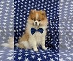 Small Photo #2 Pomeranian Puppy For Sale in LINCOLN UNIV, PA, USA