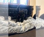 Small #2 Labradoodle