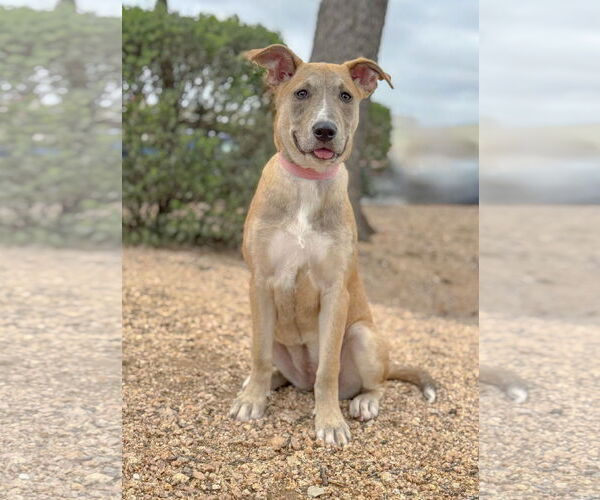 Medium Photo #19 Mutt Puppy For Sale in PIPE CREEK, TX, USA