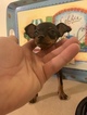 Small Photo #28 Miniature Pinscher Puppy For Sale in BULGER, PA, USA