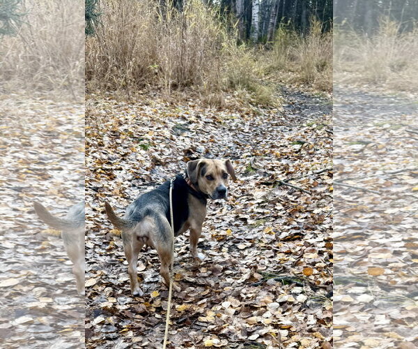 Medium Photo #4 Beagle-Unknown Mix Puppy For Sale in Anchorage, AK, USA