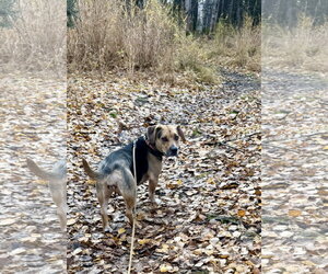 Wiggles - Female Beagle-Unknown Mix Dog for Adoption - Photo #4