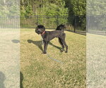 Small #1 Great Dane-Poodle (Standard) Mix