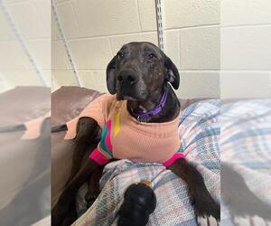 Catahoula Leopard Dog-Unknown Mix Dogs for adoption in Brewster, MA, USA