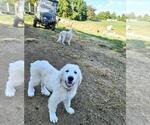 Small Photo #7 Great Pyrenees Puppy For Sale in FLOYD, VA, USA