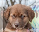 Small Photo #6 Australian Shepherd-German Shepherd Dog Mix Puppy For Sale in Huntley, IL, USA