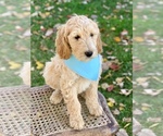 Small Photo #11 Irish Doodle Puppy For Sale in WOOSTER, OH, USA