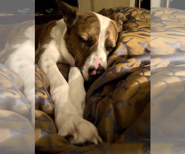 Medium Photo #3 American Pit Bull Terrier-Unknown Mix Puppy For Sale in Holly Springs, NC, USA