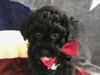 Small Photo #6 Poochon Puppy For Sale in HONEY BROOK, PA, USA