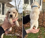 Puppy Honeys Blue Beagle