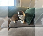 Small #3 Australian Shepherd