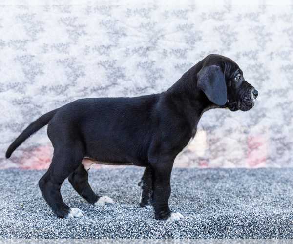Medium Photo #14 Great Dane Puppy For Sale in WAKARUSA, IN, USA