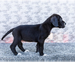 Small #13 Great Dane