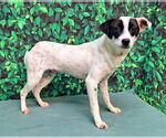 Small #2 Mutt