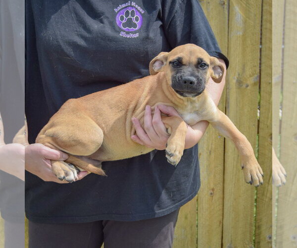 Medium Photo #2 Boxer-Unknown Mix Puppy For Sale in Huntley, IL, USA