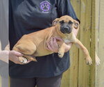 Small #1 Boxer Mix