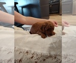 Small Photo #14 Goldendoodle (Miniature) Puppy For Sale in GLENN, CA, USA