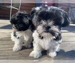 Puppy 2 Zuchon
