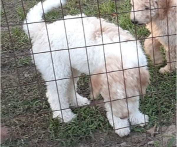 Medium Photo #1 Poodle (Standard) Puppy For Sale in KILGORE, TX, USA