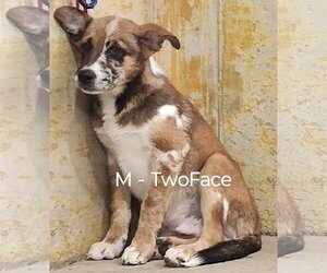 Mutt Dogs for adoption in Chinook, MT, USA