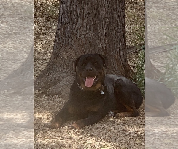 Medium Photo #5 Rottweiler Puppy For Sale in SUN CITY, AZ, USA