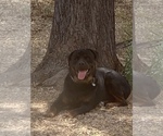 Small #4 Rottweiler