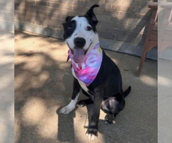 Medium Photo #5 Mutt Puppy For Sale in Canton, CT, USA