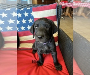 Labrador Retriever Puppy for sale in WILTON, CA, USA