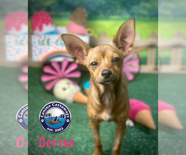 Medium Photo #1 Chihuahua Puppy For Sale in Arcadia, FL, USA