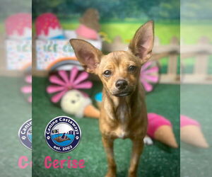 Chihuahua Dogs for adoption in Arcadia, FL, USA