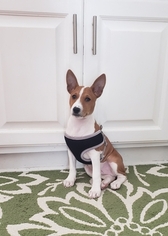 Basenji Puppy for sale in BROOKLYN PARK, MN, USA