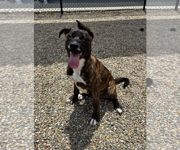 Medium Photo #3 Mountain Cur-Unknown Mix Puppy For Sale in Hilton Head, SC, USA