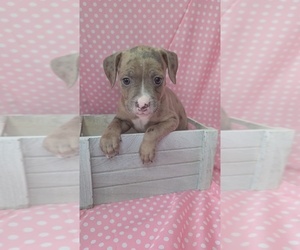American Bully Puppy for sale in GROVETOWN, GA, USA