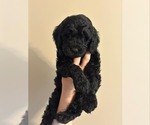 Puppy Baby Pink Goldendoodle (Miniature)