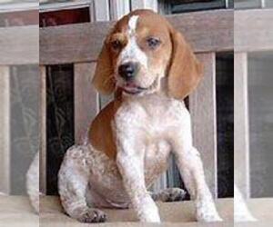 English Coonhound Puppy for sale in BOWERSTOWN, IN, USA