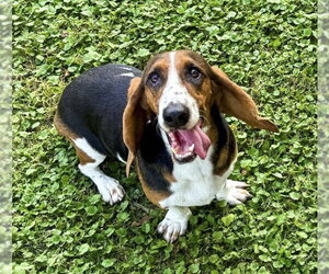 FAITH - Female Basset Hound Dog for Adoption - Photo #4