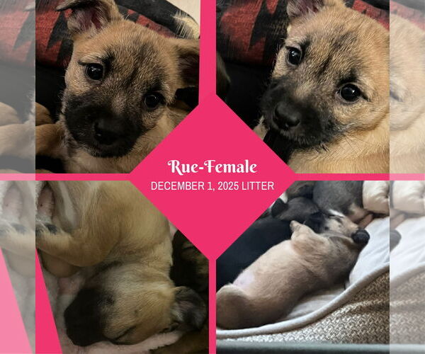 Medium Photo #3 Rat-Cha Puppy For Sale in Grafton, WI, USA