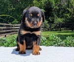 Small #5 Rottweiler