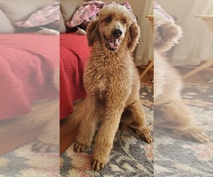 Mother of the Poodle (Standard) puppies born on 10/20/2022